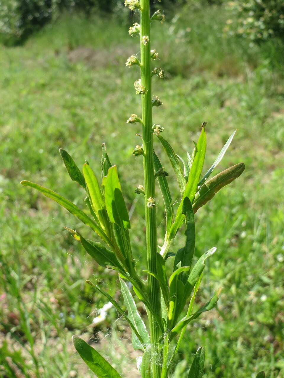 Reseda luteola (Weld)