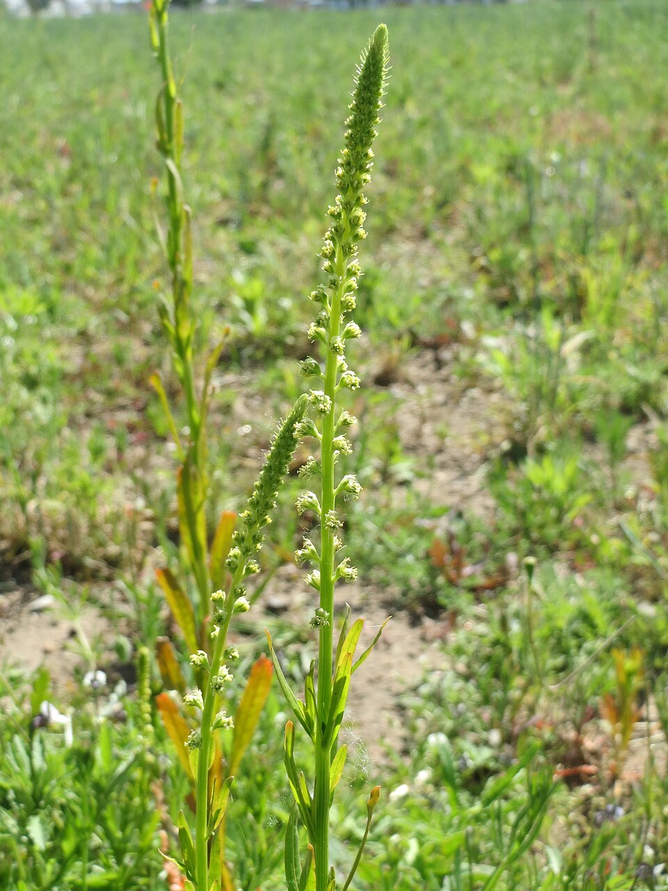 Reseda luteola (Weld)