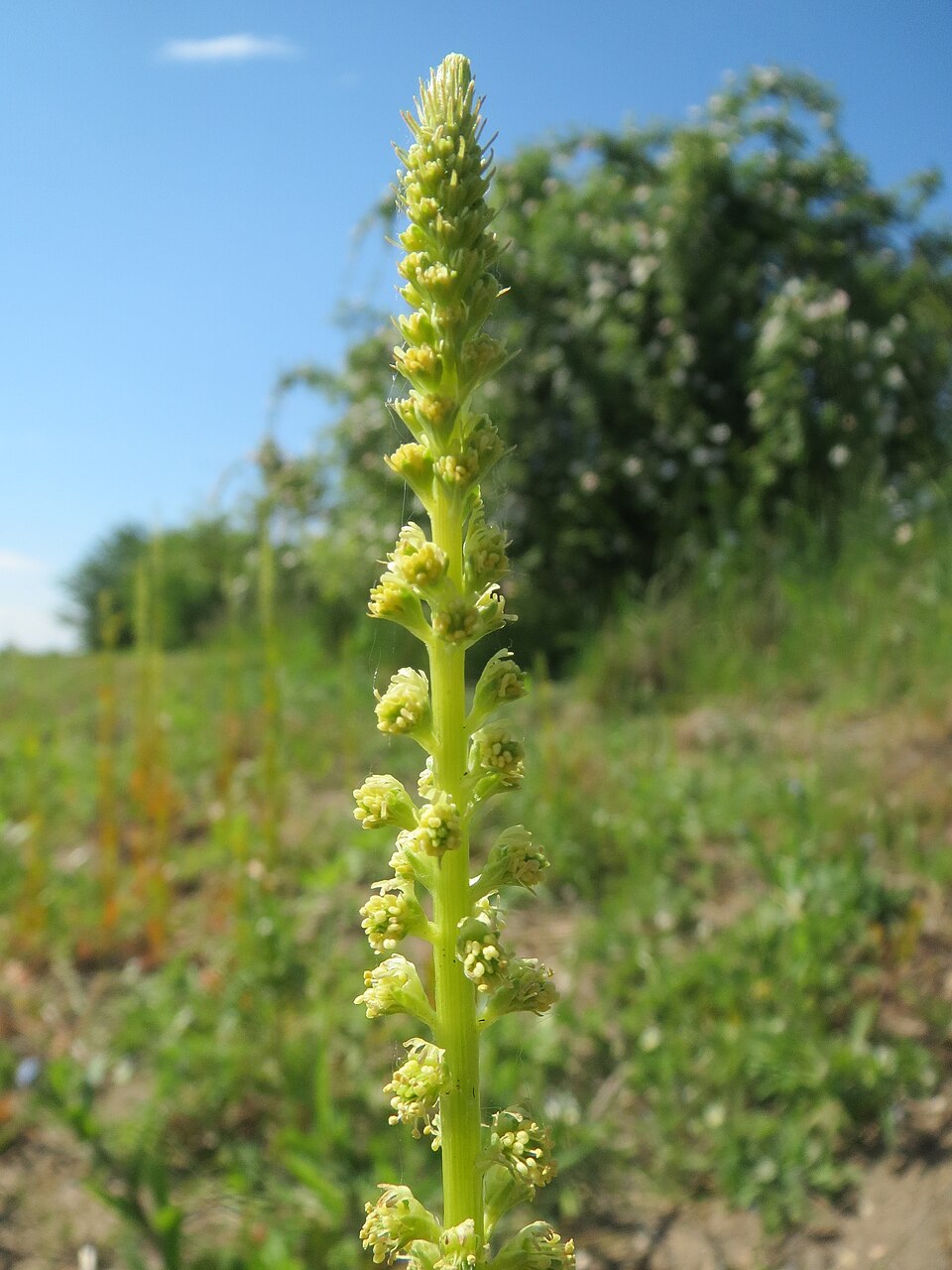 Reseda luteola (Weld)