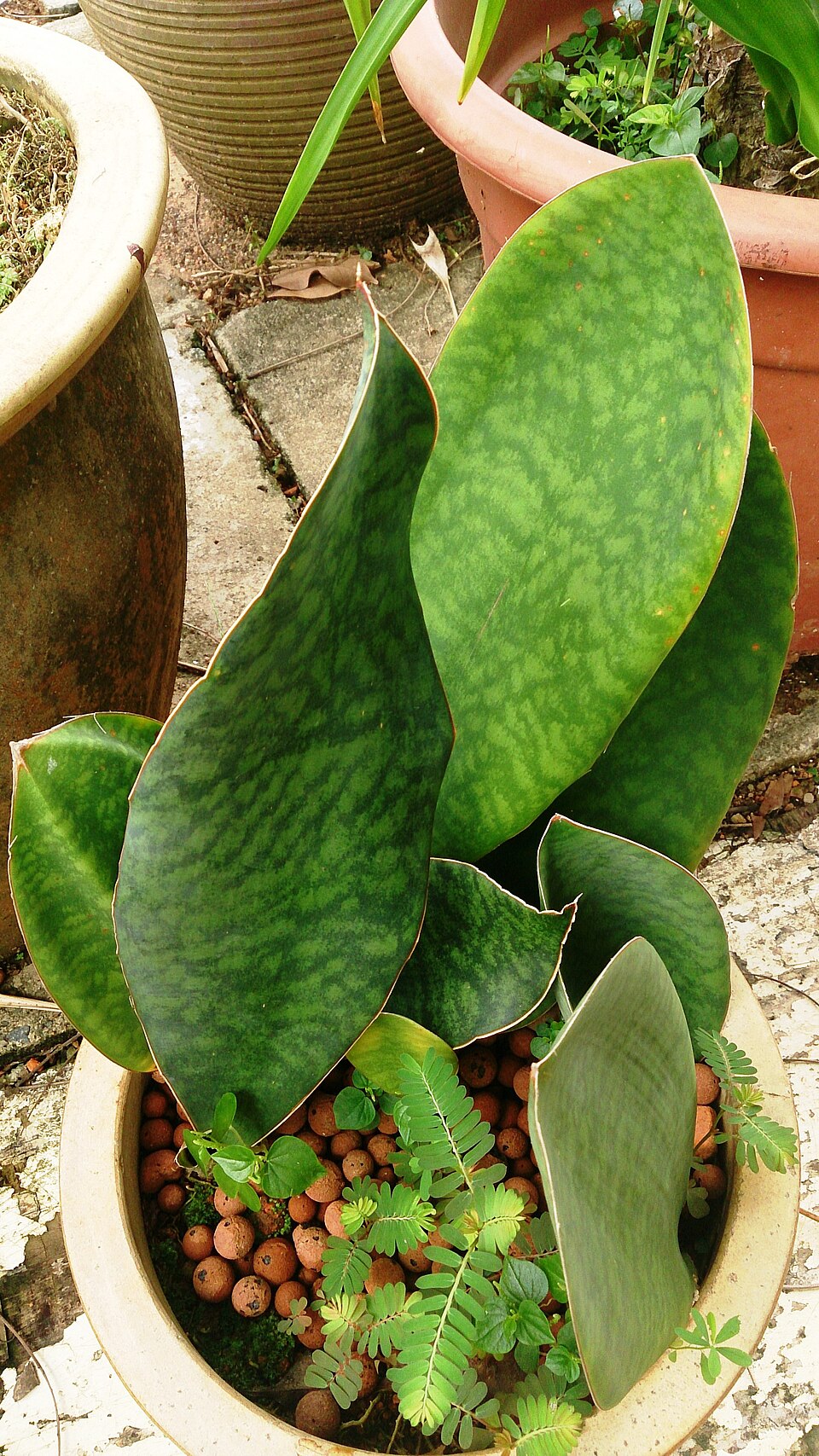 Dracaena masoniana (Whale Fin Snake Plant)