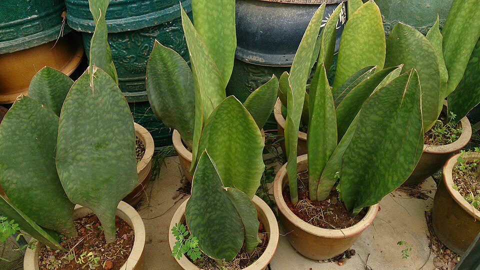 Dracaena masoniana (Whale Fin Snake Plant)
