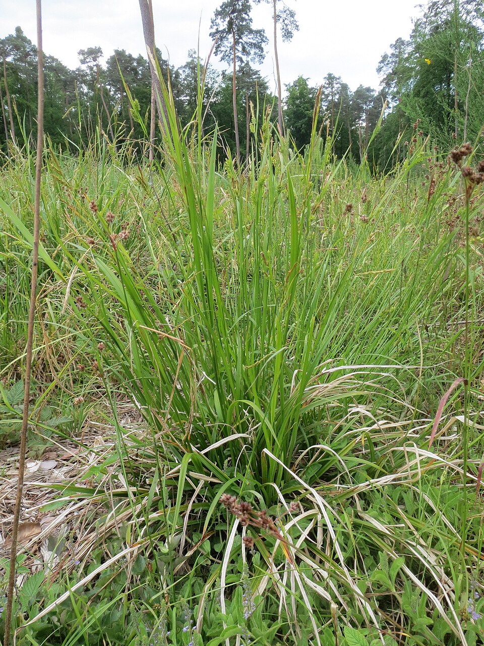 Carex pallescens (pale sedge) (alternate view 8)