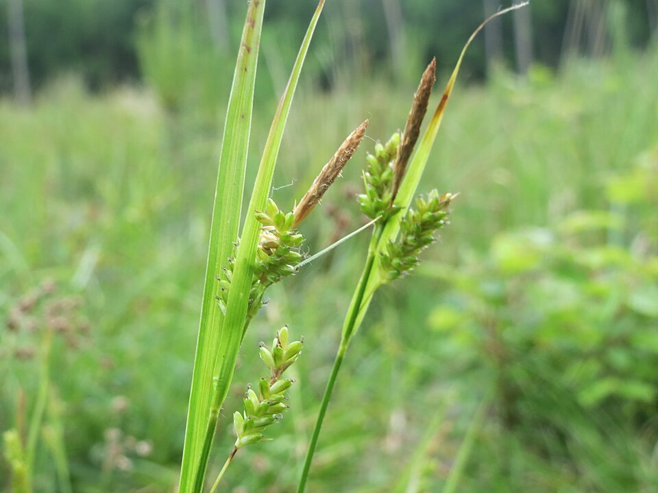 Carex pallescens (pale sedge) (alternate view 9)