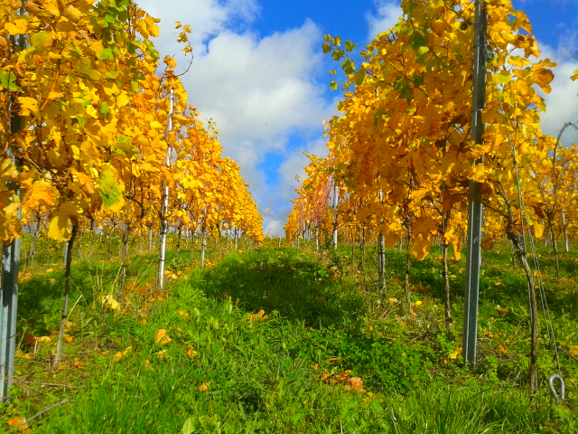 Vitis (grapevines)