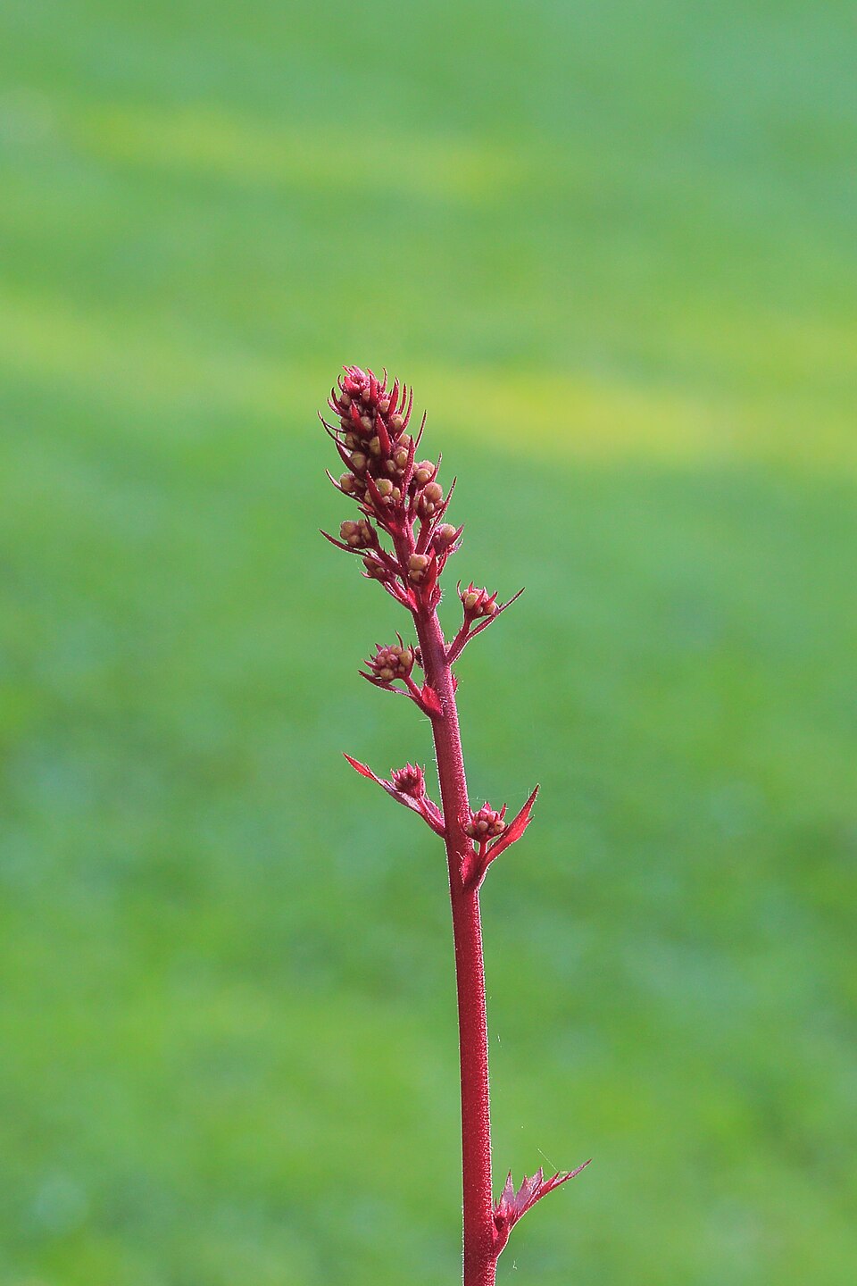 Heuchera 'Marmalade' (Marmalade Coral Bells) (alternate view 3)