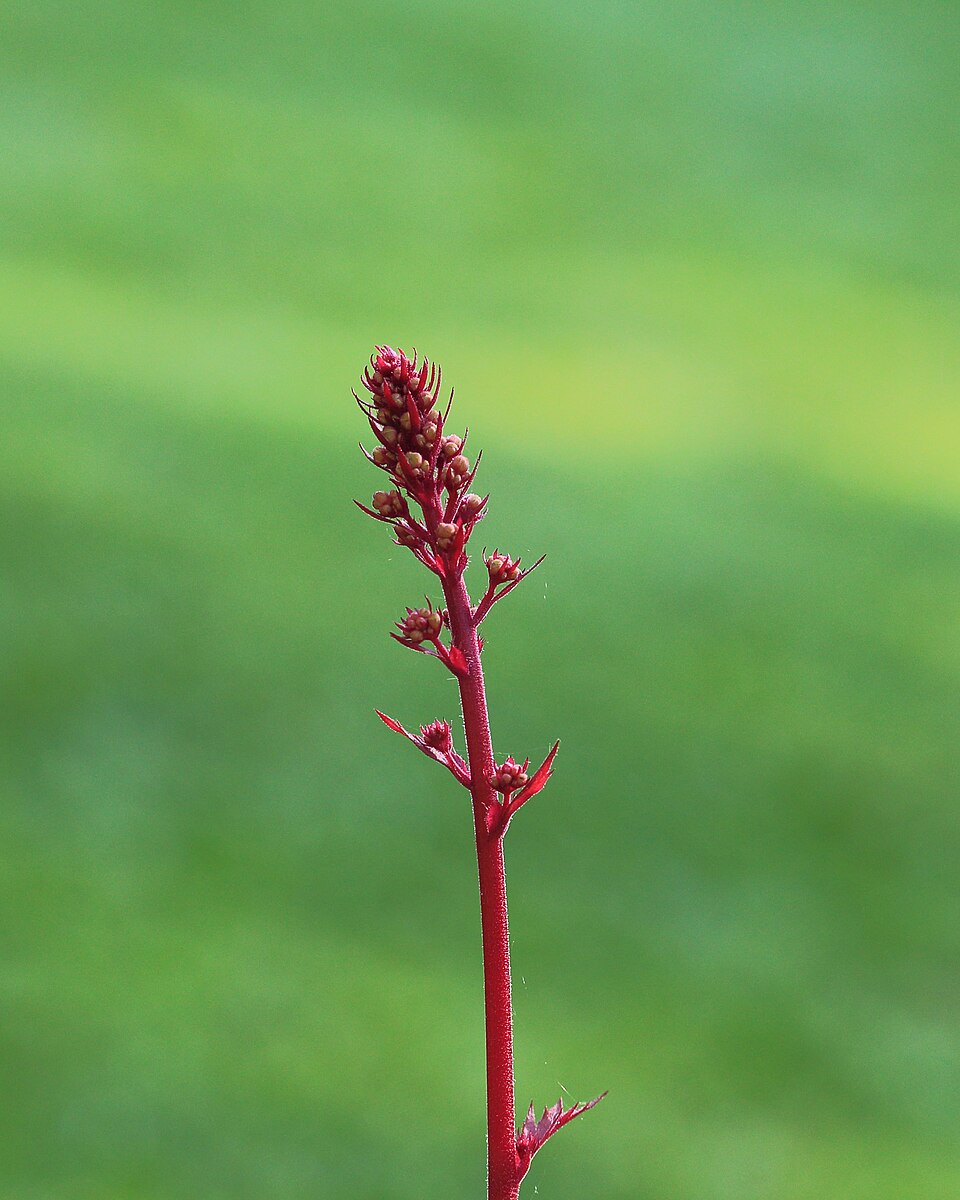 Heuchera 'Marmalade' (Marmalade Coral Bells) (alternate view 4)