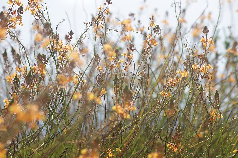 Bulbine (Kopievas) (alternate view 2)