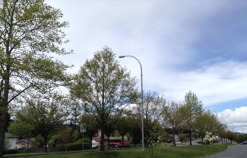 Liriodendron chinense, Chinese tulip tree — upright deciduous (Magnoliaceae) (image 6 of 8)
