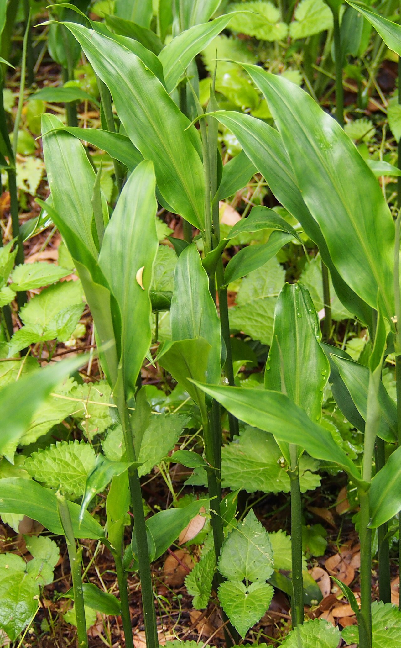 Zingiber mioga, Myoga ginger — spreading deciduous (Zingiberaceae) (image 3 of 4)