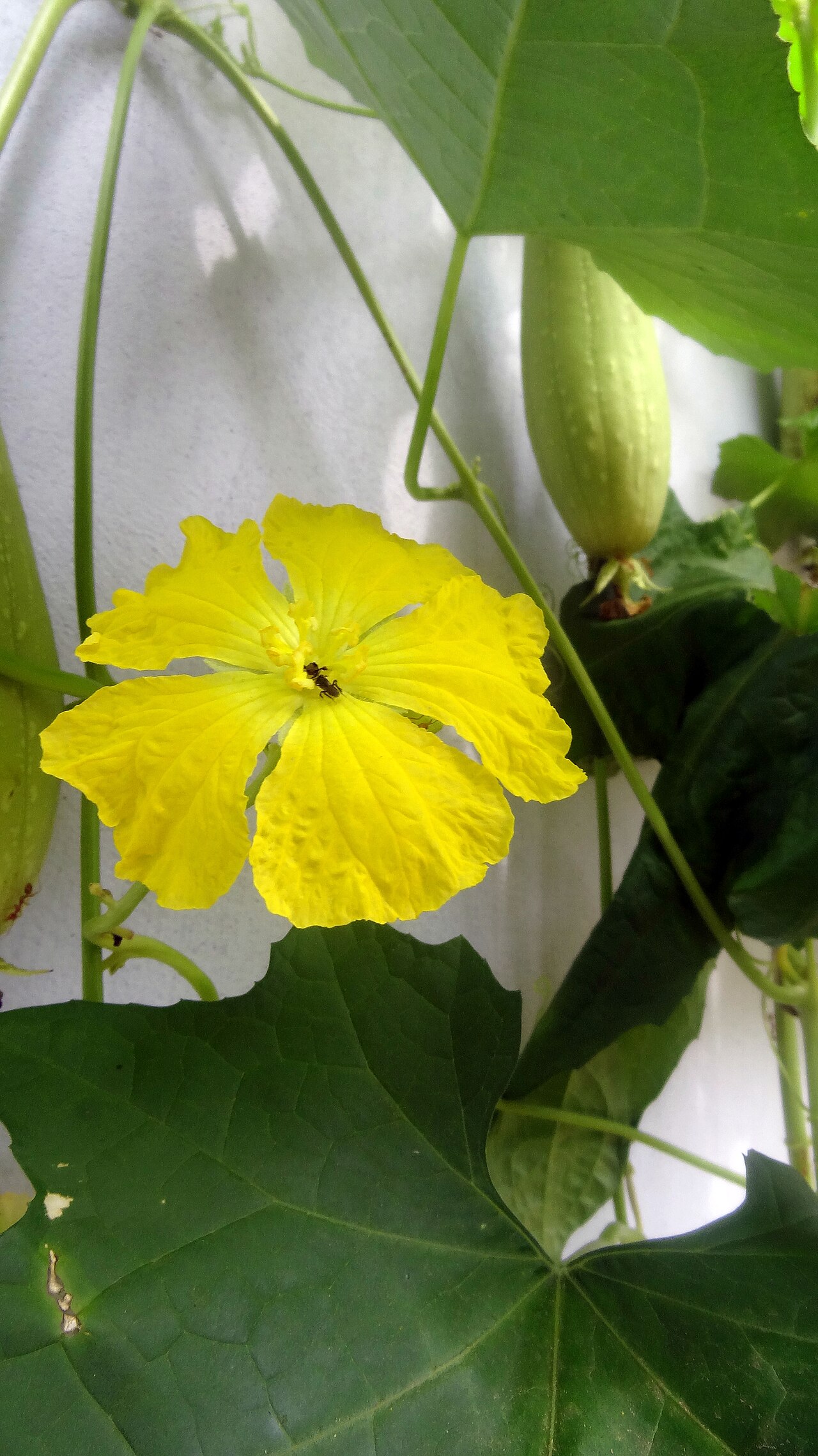 Cucumis sativus, Cucumber — climbing deciduous (Cucurbitaceae) (image 9 of 9)