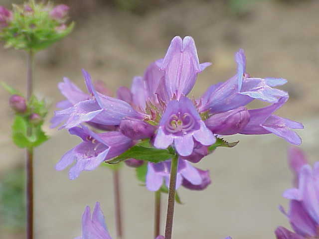 Penstemon serrulatus (Coast Penstemon) (alternate view 6)