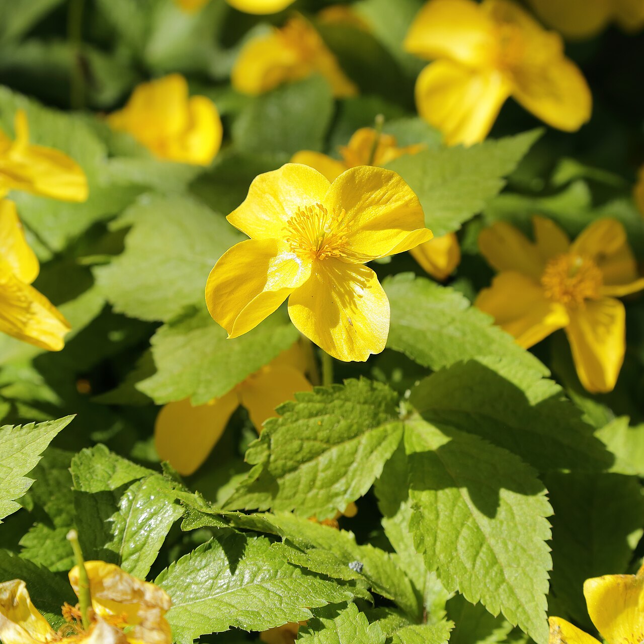 Hylomecon japonica, Japanese wood poppy — spreading deciduous (Papaveraceae) (image 5 of 10)