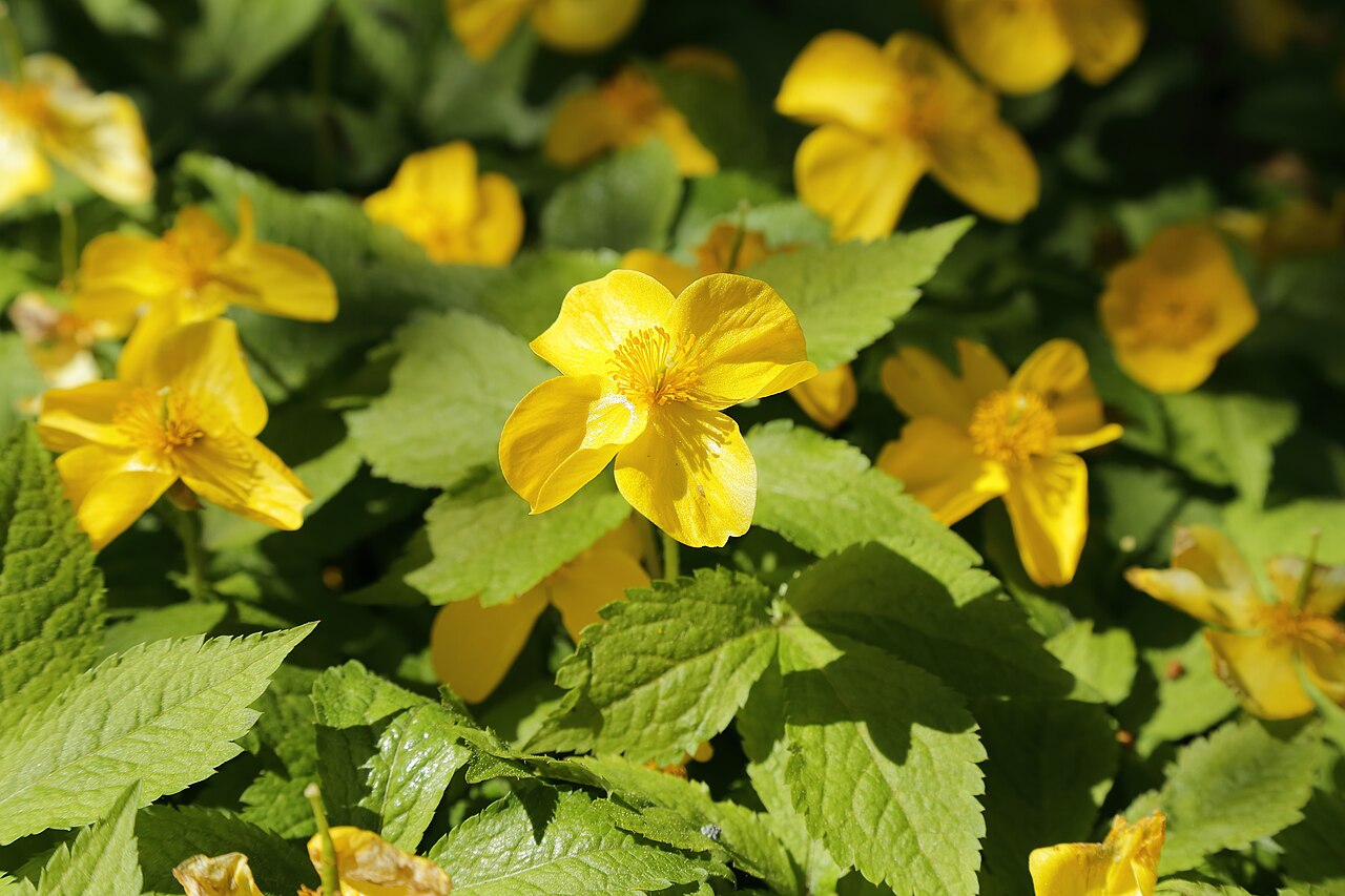 Hylomecon japonica, Japanese wood poppy — spreading deciduous (Papaveraceae) (image 6 of 10)