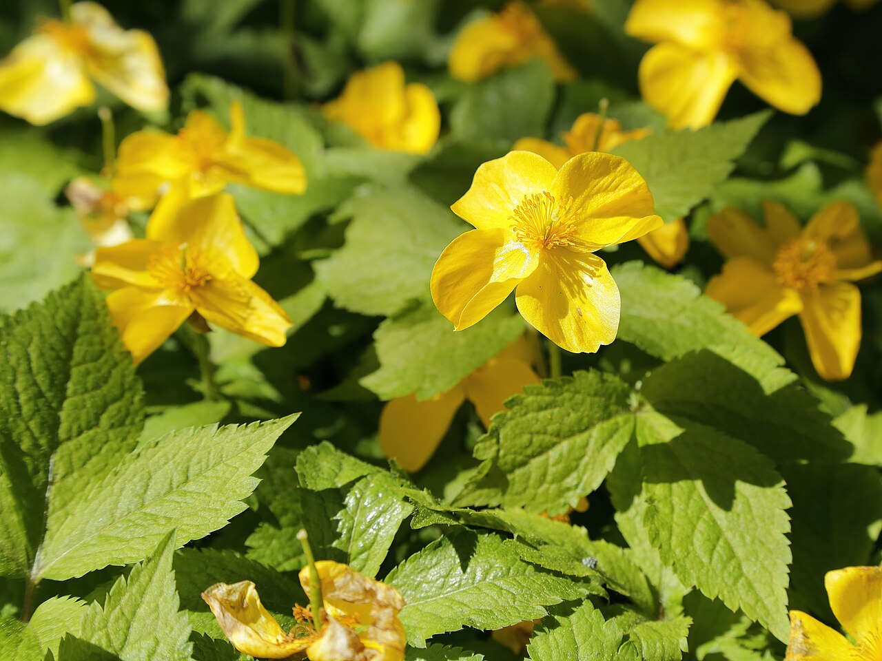 Hylomecon japonica, Japanese wood poppy — spreading deciduous (Papaveraceae) (image 7 of 10)