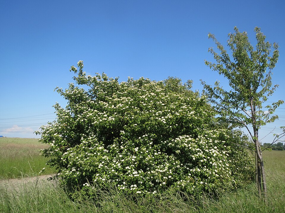 Cornus sanguinea (alternate view 11)