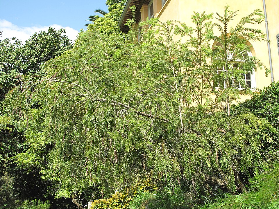 Melaleuca citrina (crimson bottlebrush) (alternate view 10)