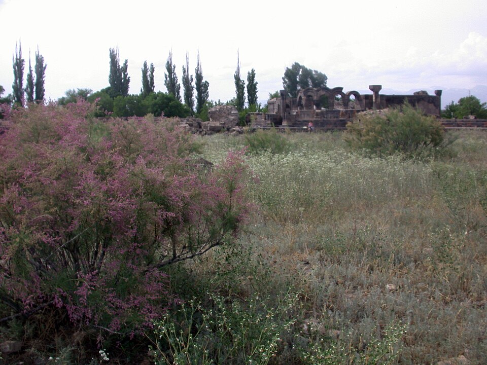 Tamarix (Tamarisks) (alternate view 2)