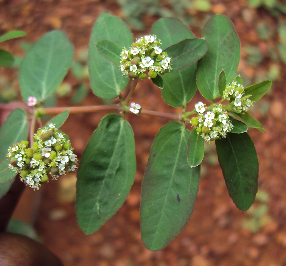 Euphorbia hypericifolia (Diamond Frost Euphorbia) (alternate view 9)