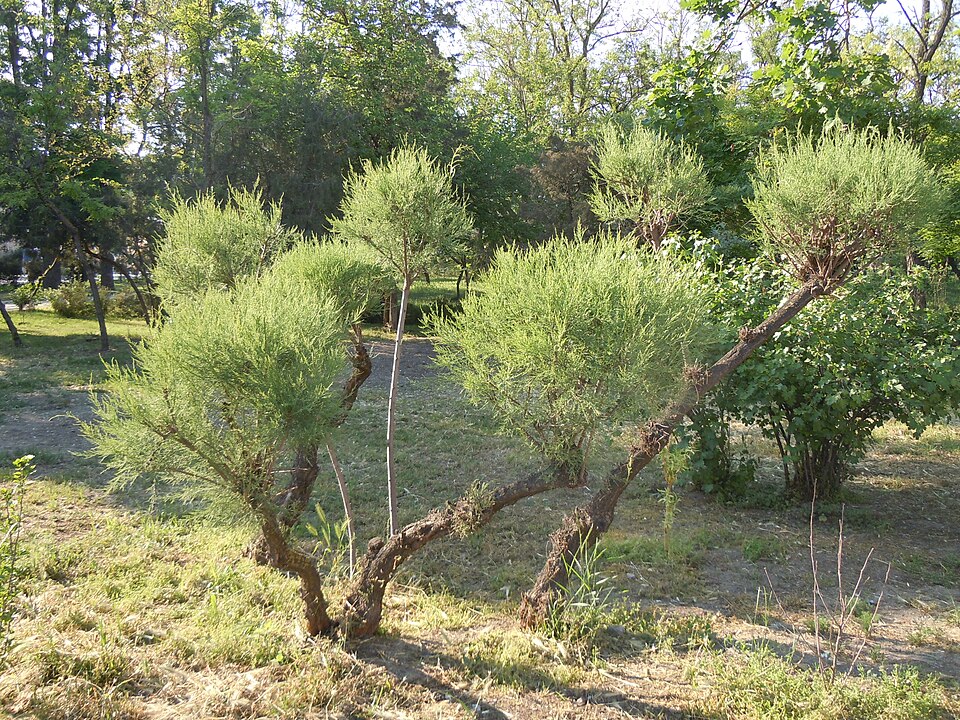 Tamarix ramosissima (saltcedar) (alternate view 6)