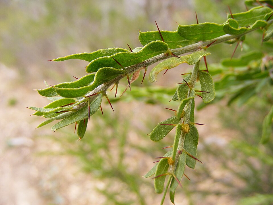 Acacia paradoxa (Kangaroo thorn) (alternate view 5)