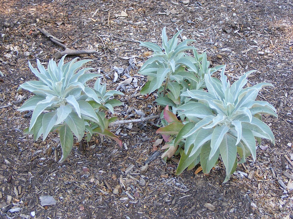 Salvia apiana (white sage) (alternate view 3)