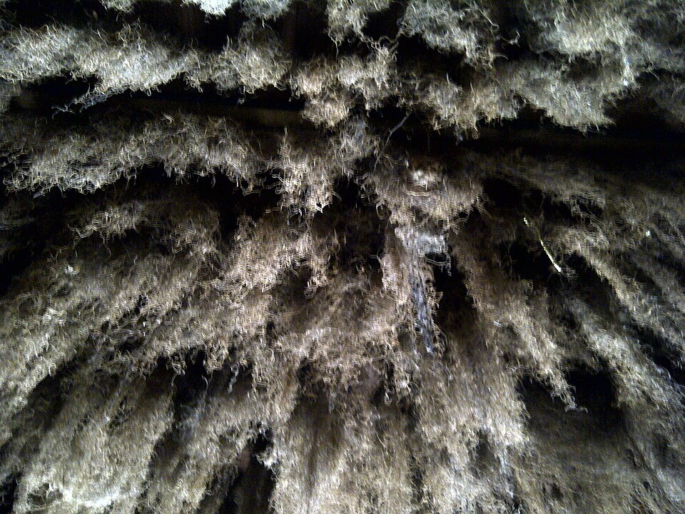 Tillandsia usneoides (Spanish moss)