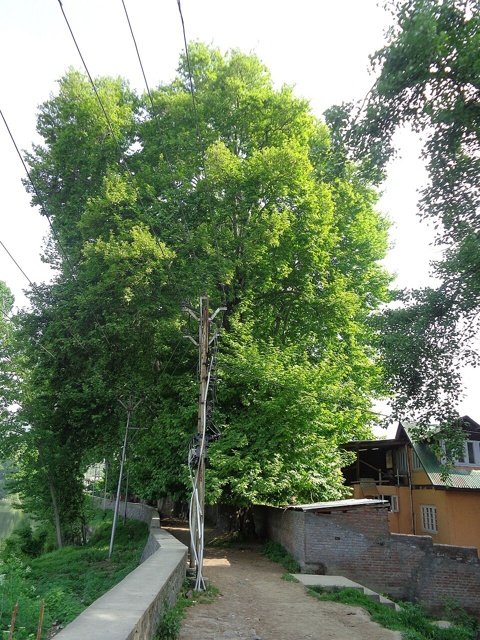 Platanus orientalis (Oriental Plane)