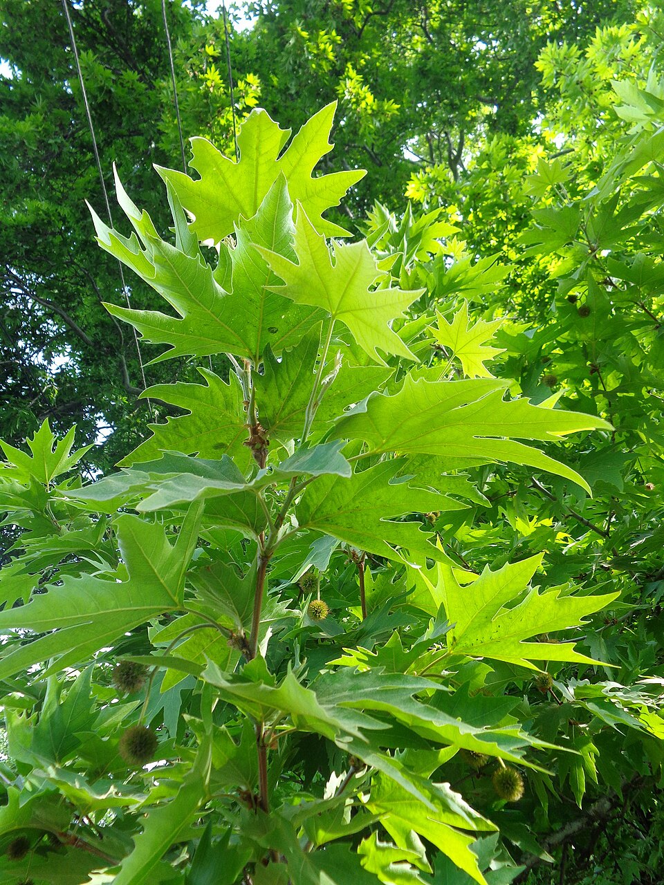 Platanus orientalis (Oriental Plane)