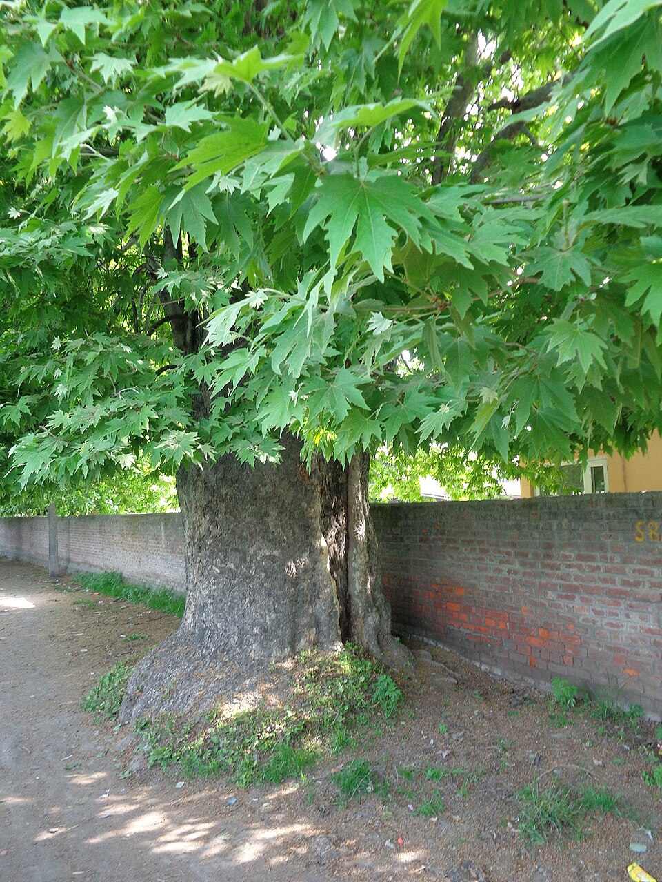 Platanus orientalis (Oriental Plane)