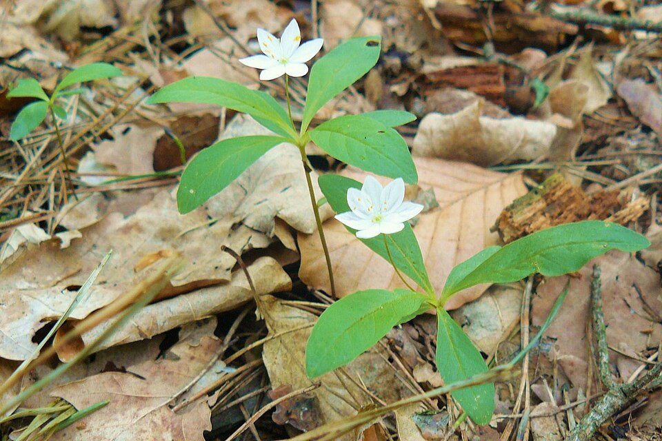 Lysimachia europaea (Arctic Starflower)