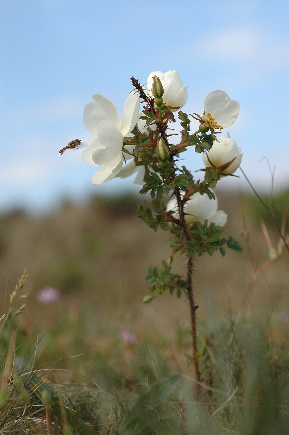 Rosa spinosissima (Burnet Rose)