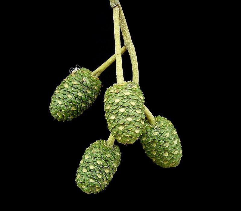 Alnus cordata (Italian alder)