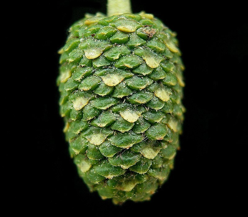Alnus cordata (Italian alder)