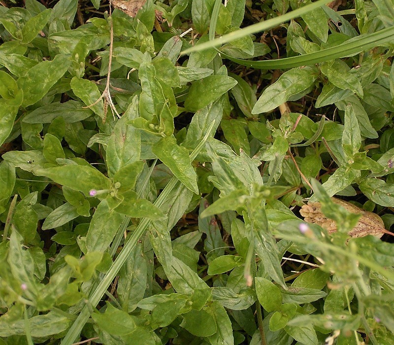Epilobium montanum (Broad-leaved Willowherb)