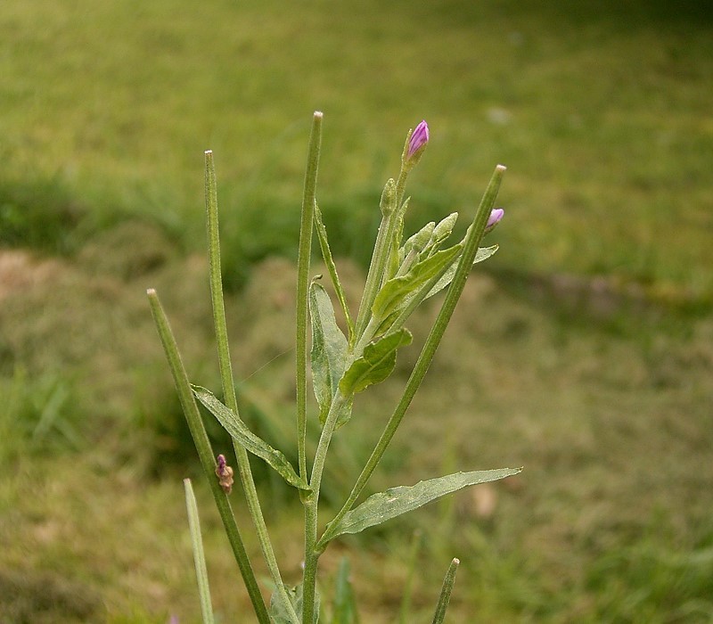 Epilobium montanum (Broad-leaved Willowherb)