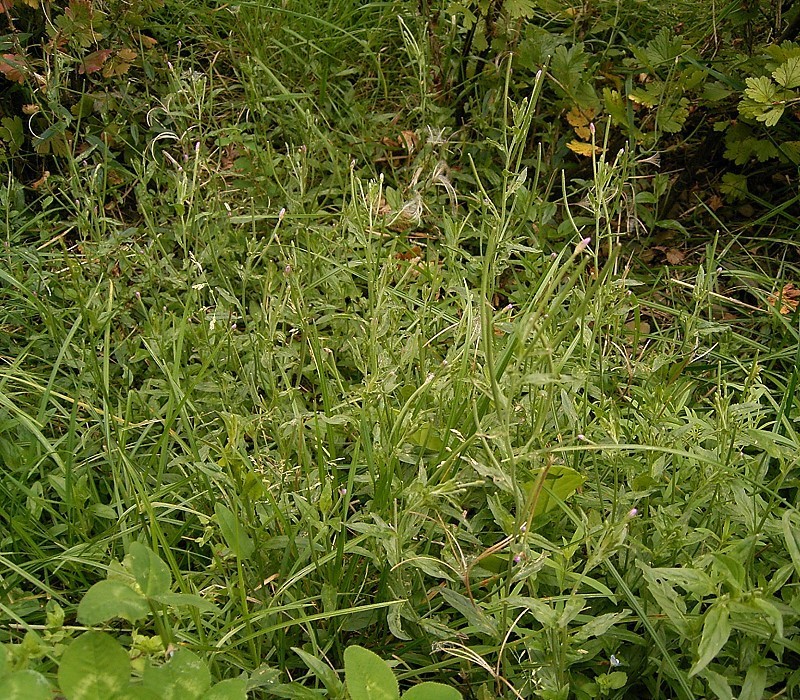 Epilobium montanum (Broad-leaved Willowherb)