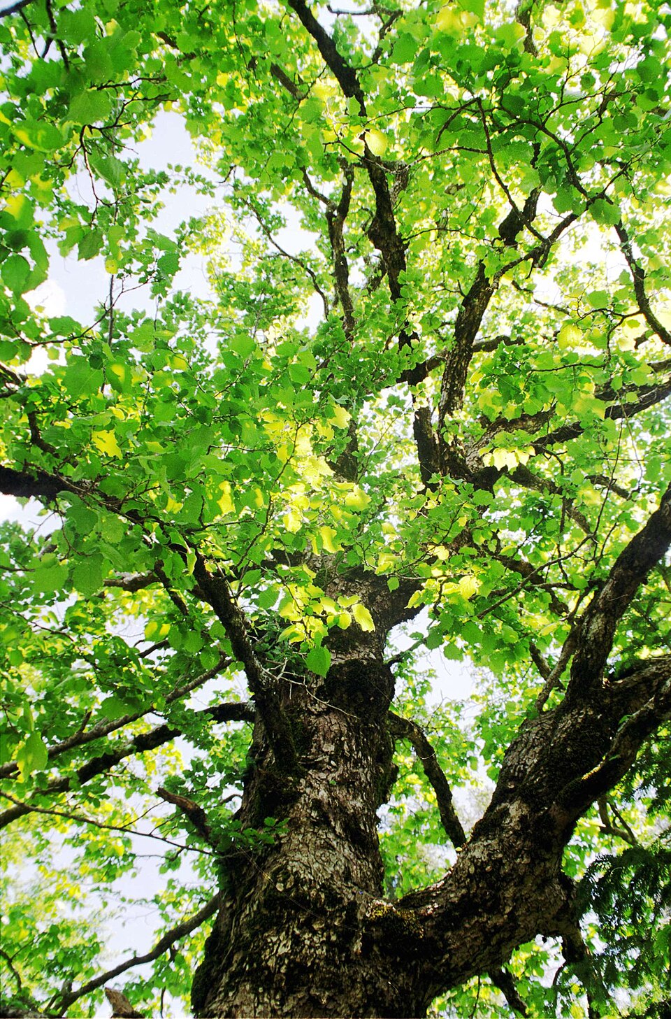 Corylus colurna (Turkish Hazelnut) (alternate view 6)