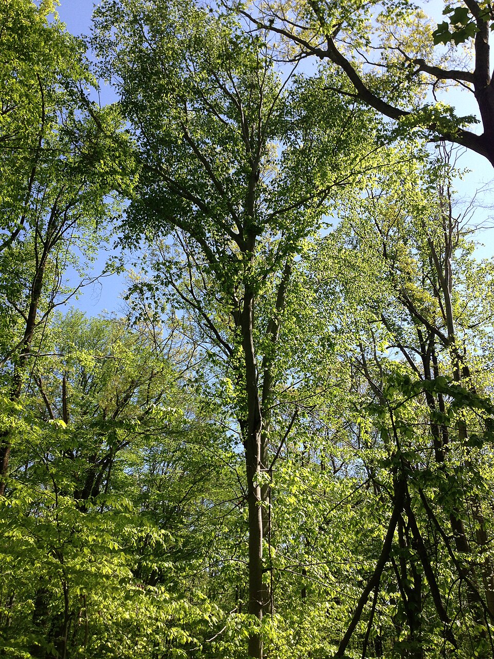 Fagus grandifolia (American Beech) (alternate view 9)