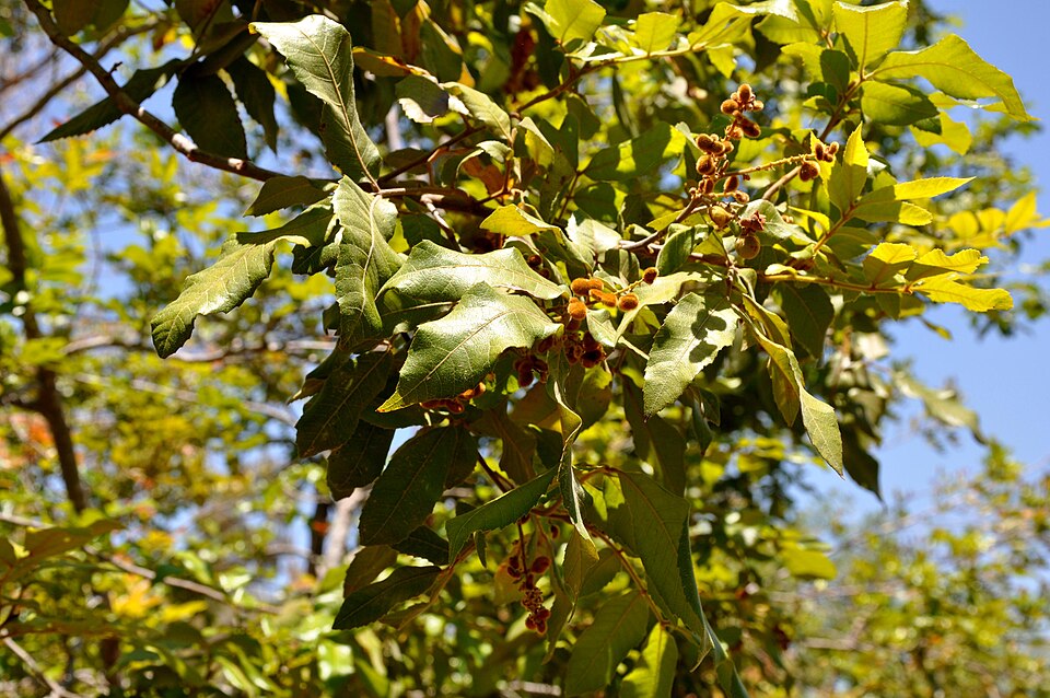 Alectryon tomentosus (Hairy Alectryon) (alternate view 5)