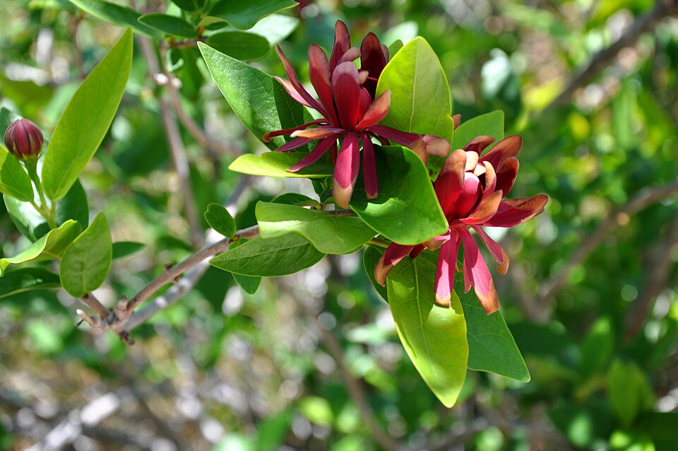 Calycanthus occidentalis (Western Spice Bush) (alternate view 7)
