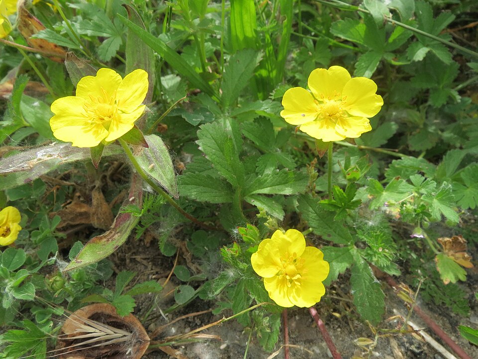 Potentilla reptans (Creeping cinquefoil)