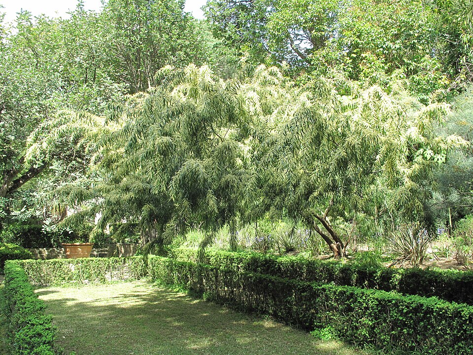 Acacia floribunda (Weeping Acacia) (alternate view 7)