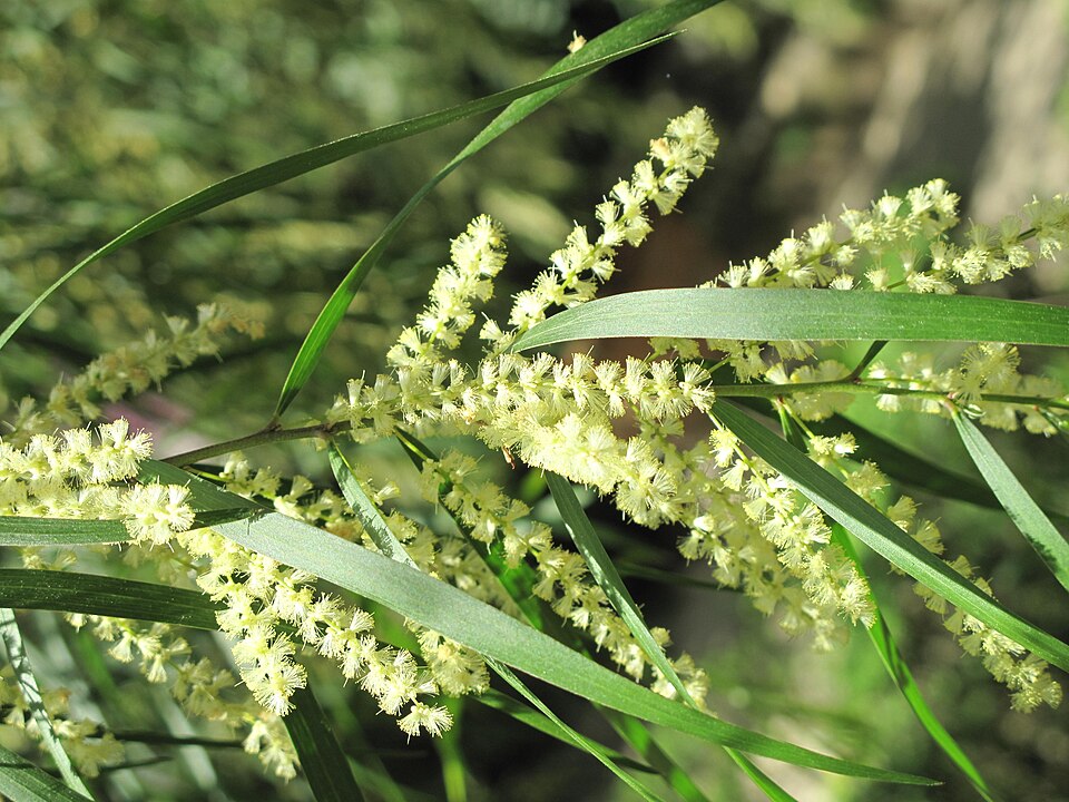 Acacia floribunda (Weeping Acacia) (alternate view 8)