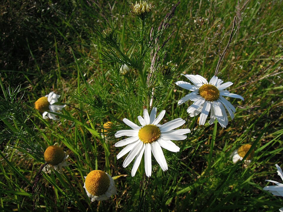 Matricaria chamomilla (German Chamomile)