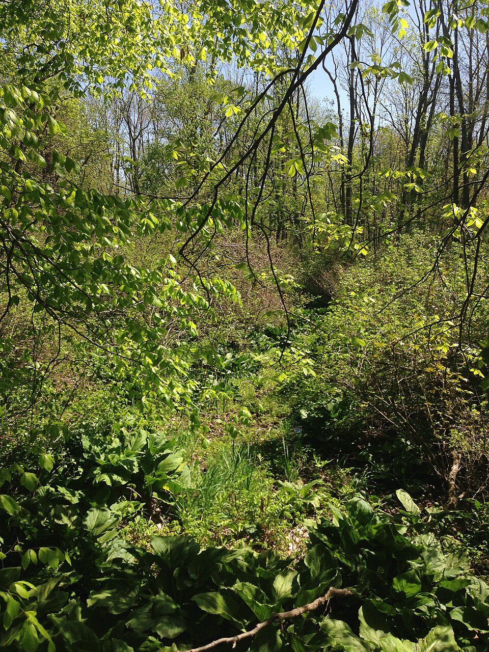 Symplocarpus foetidus (Eastern Skunk Cabbage)