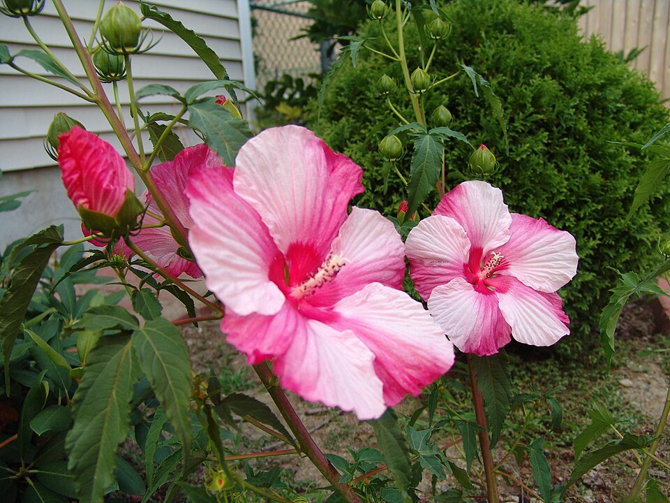 Hibiscus coccineus (Scarlet Rose Mallow) (alternate view 6)
