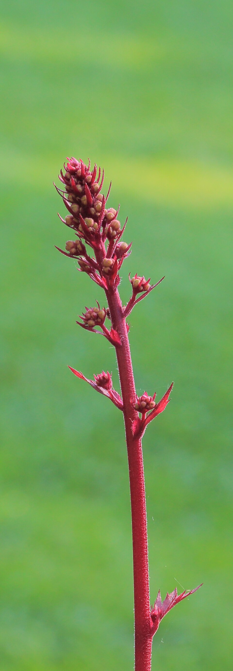 Heuchera 'Marmalade' (Marmalade Coral Bells) (alternate view 5)