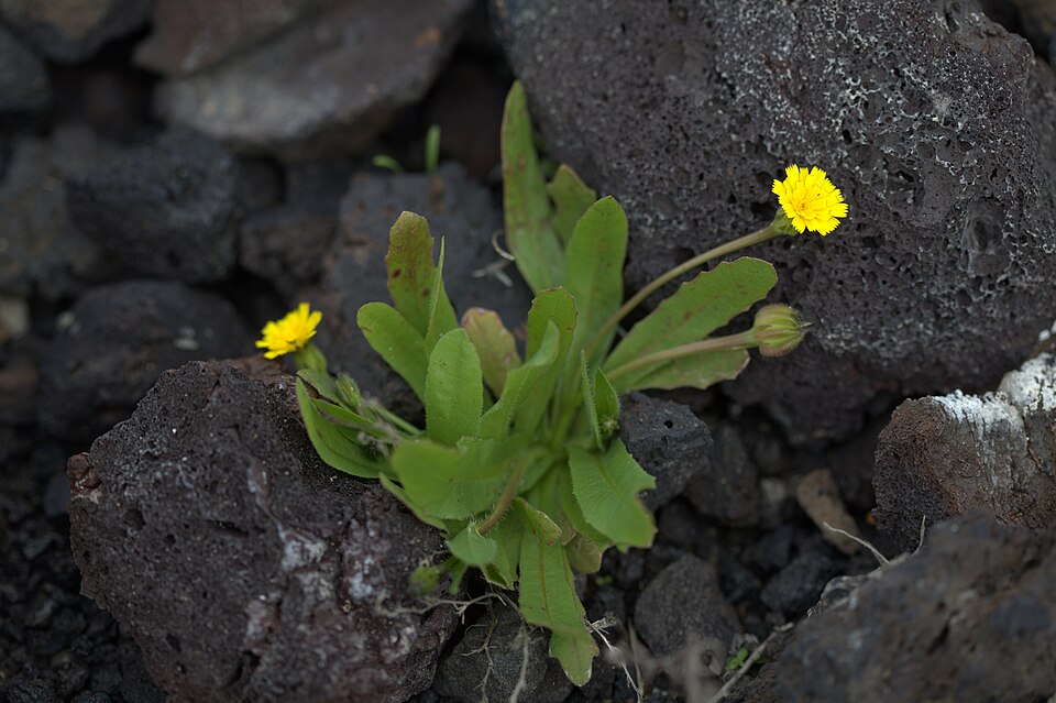 Hedypnois rhagadioloides (Cretanweed) (alternate view 5)