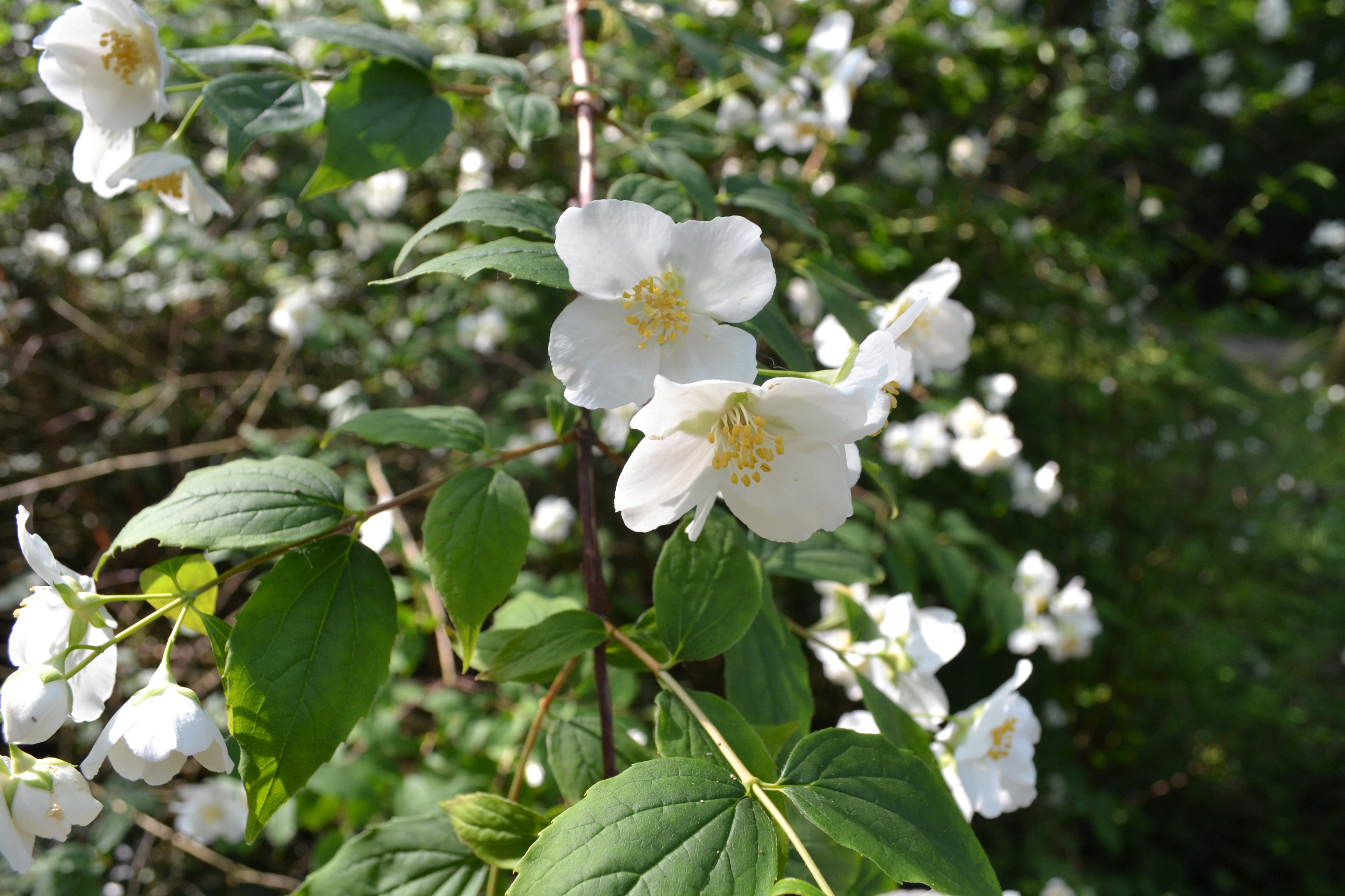 Philadelphus coronarius, Mock orange — upright deciduous (Hydrangeaceae) (image 9 of 9)