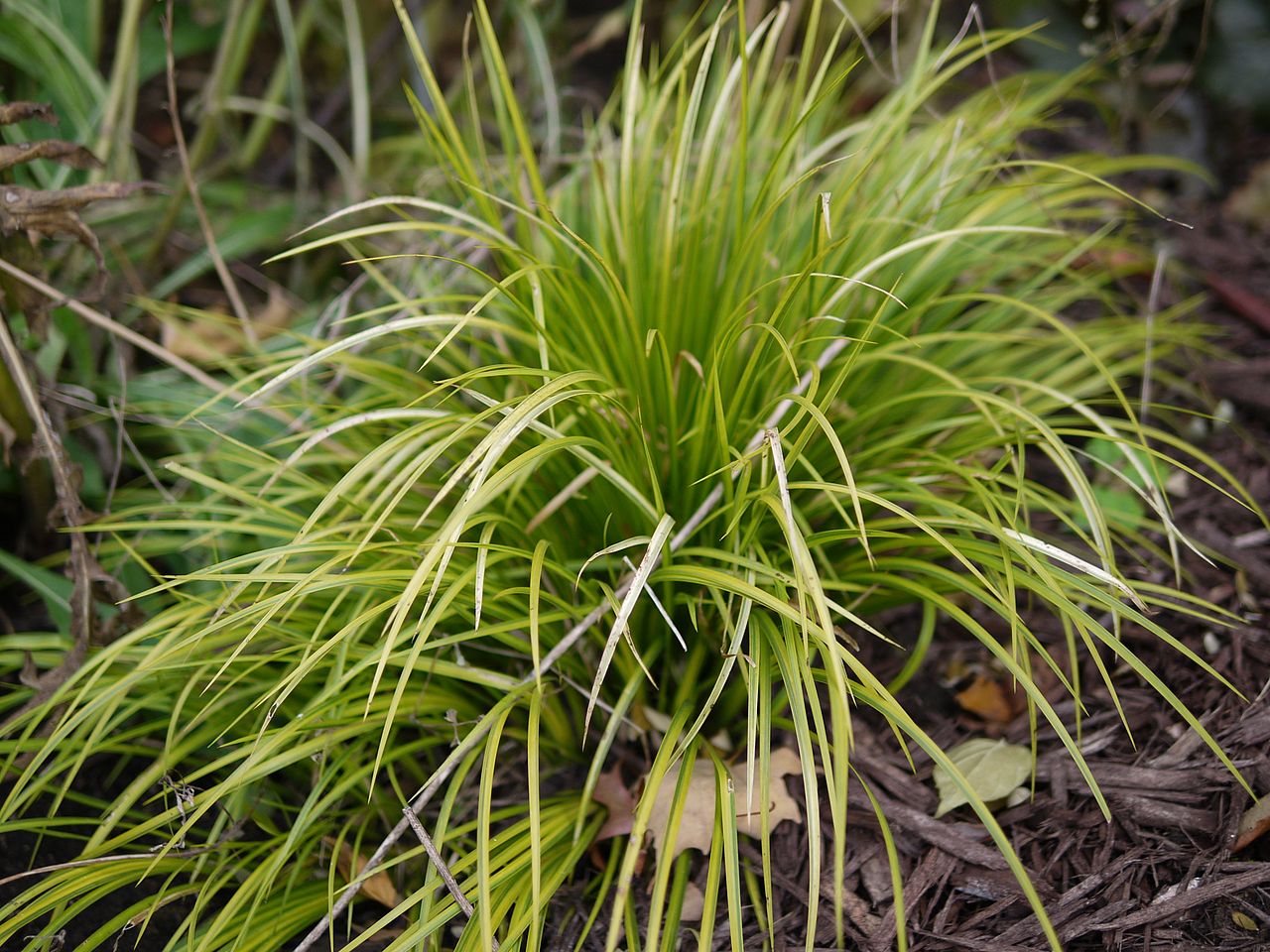 Carex morrowii, Japanese sedge — clumping evergreen (Cyperaceae) (image 3 of 10)